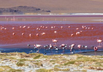 Exploración de Lagunas de Colores y Desiertos Andinos